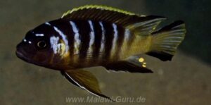 Metriaclima sp. 'elongatus bee'